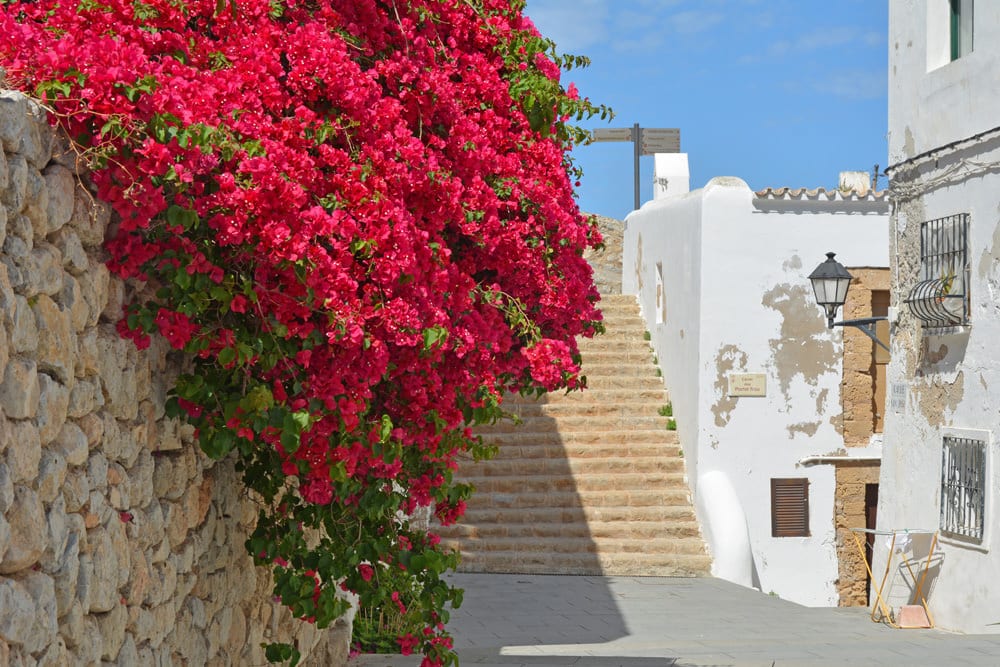 Wunderschöne pinke Bougainvillea in einer Gasse auf Ibiza, Foto: © Nestor / Fotolia.com