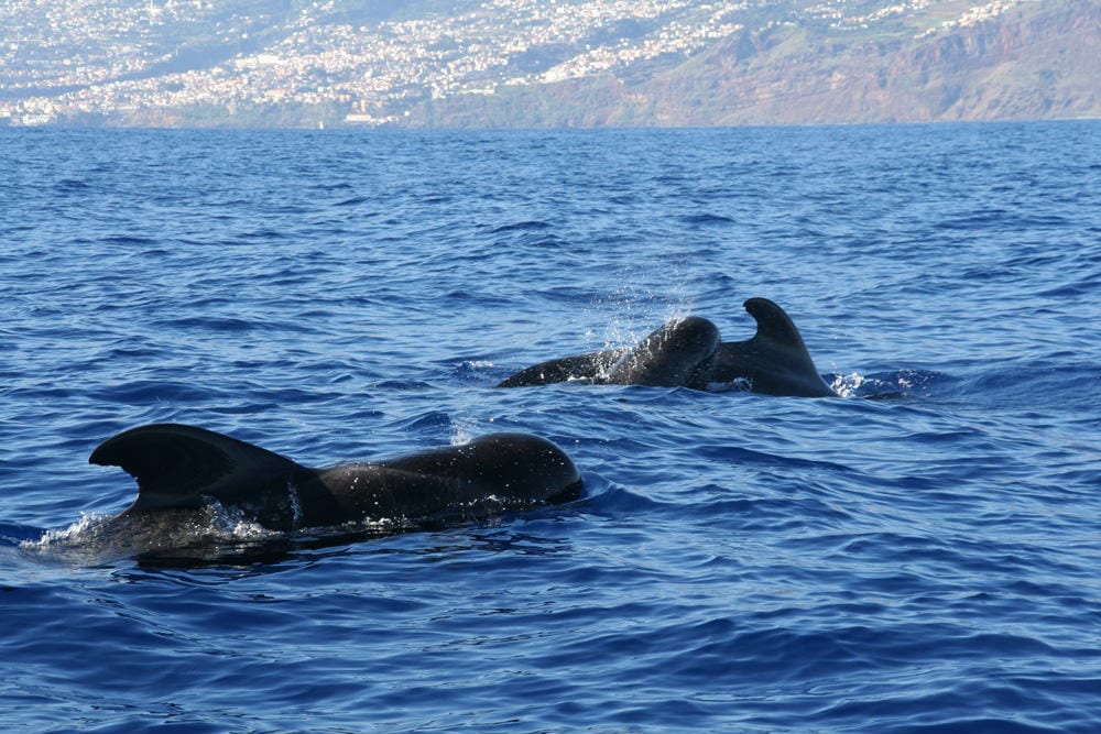 Delfine beobachten - auf Madeira möglich, Foto: Madeira Promotion Bureau