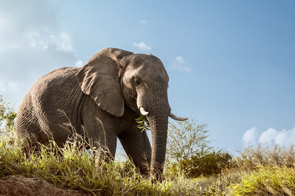 Die unendliche Weite und atemberaubende Tierwelt Südafrikas und Namibias erleben. Foto: TUI Cruises
