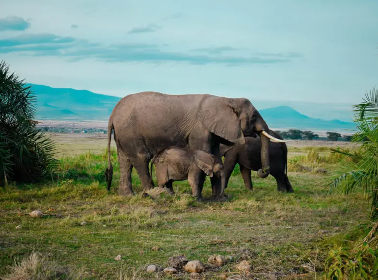 Elefantenherde im Amboseli-Nationalpark