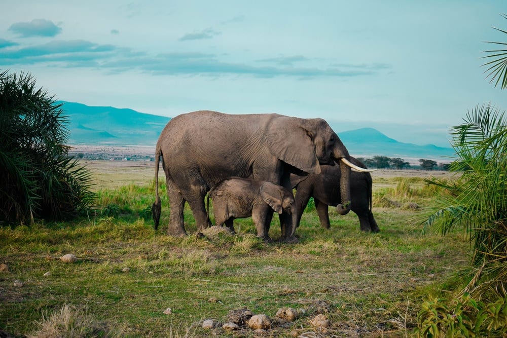 Amboseli Kenia