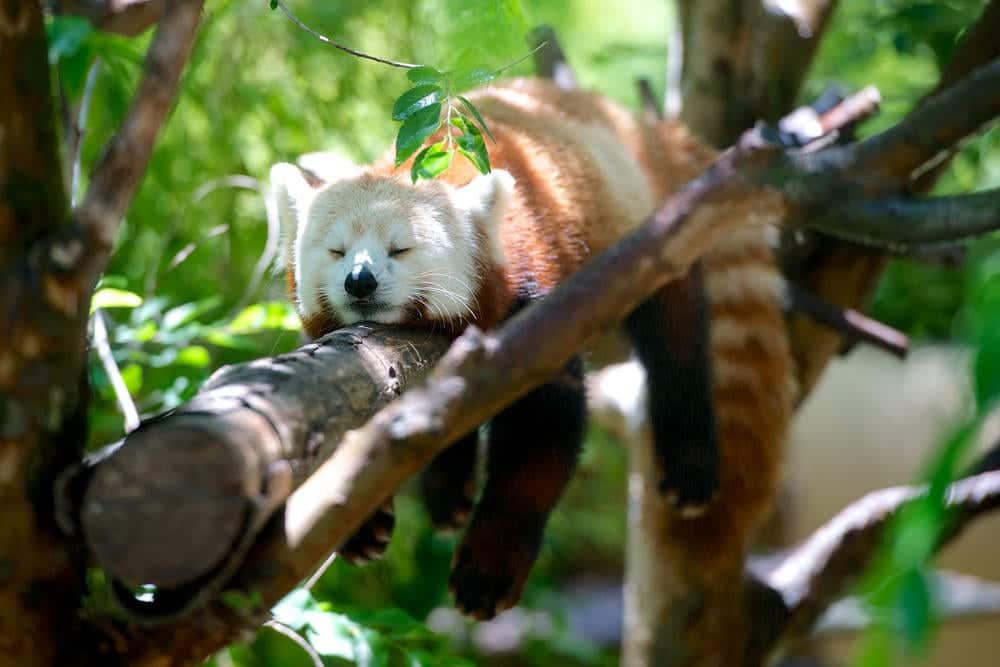 Roter Panda im Zoo von San Diego