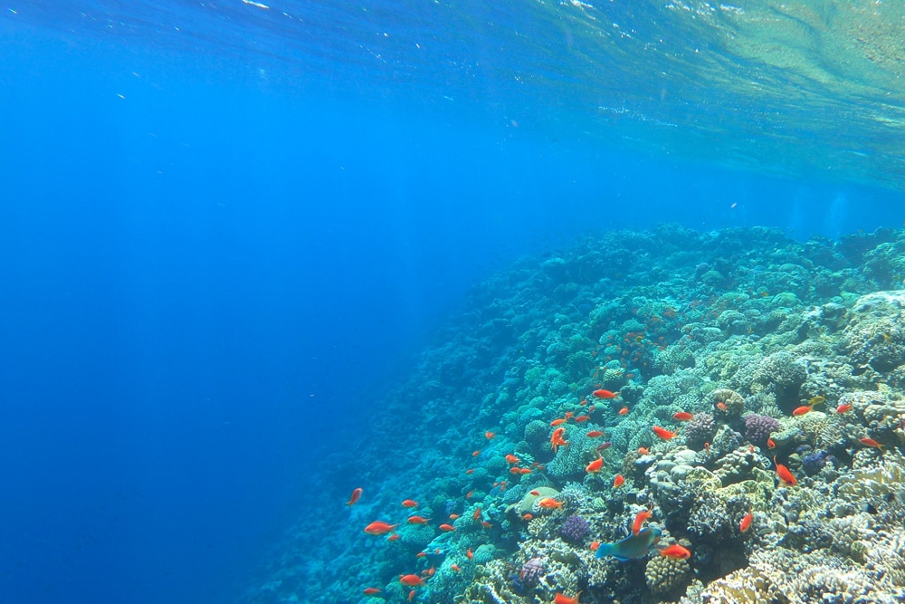 Korallenriff bei Dahab, Foto: Nathalie Hurova / Unsplash