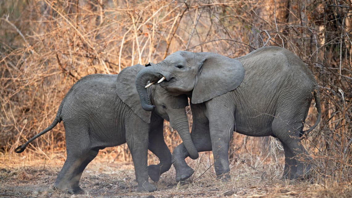 Zwei junge Elefanten im Südluangwa-Nationalpark in Sambia