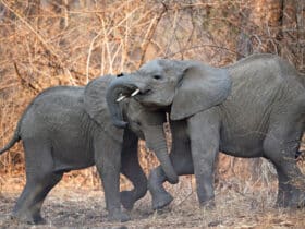 Zwei junge Elefanten im Südluangwa-Nationalpark in Sambia