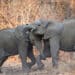Zwei junge Elefanten im Südluangwa-Nationalpark in Sambia