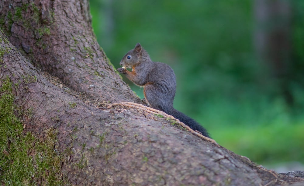 Ein Eichhörnchen bei seiner Lieblingsbeschäftigung, Foto: Pascal Mauerhofer / Unsplash