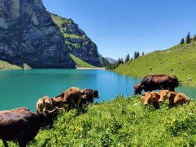 Es gibt nicht nur Kühe in der Schweiz, Foto: Josip I. / Unsplash