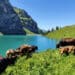 Es gibt nicht nur Kühe in der Schweiz, Foto: Josip I. / Unsplash