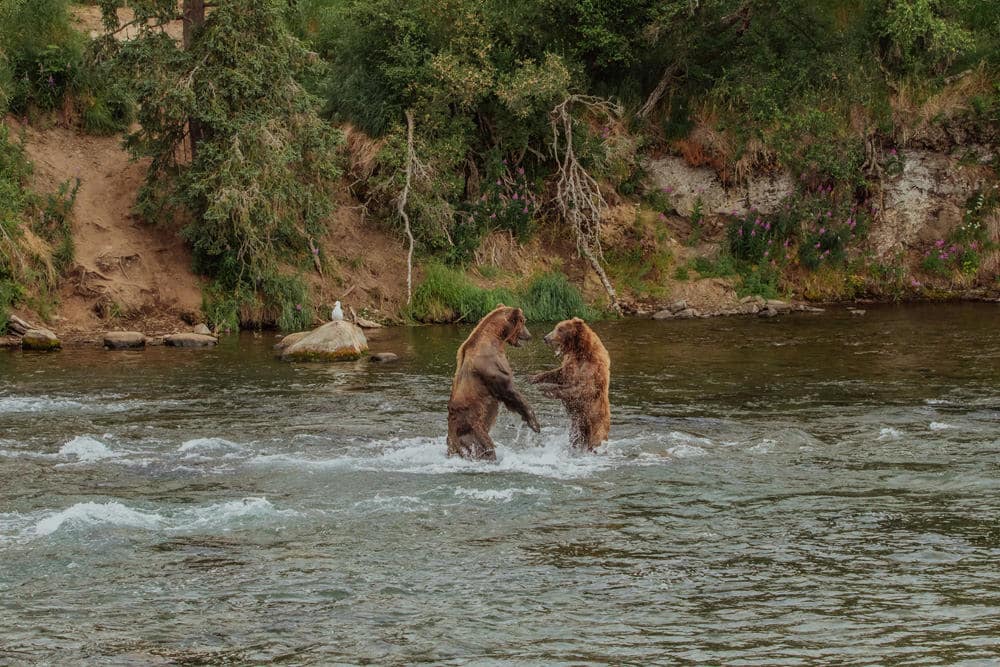 Bären beim Kräftemessen in Alaska, Foto: Danika Perkinson / Unsplash