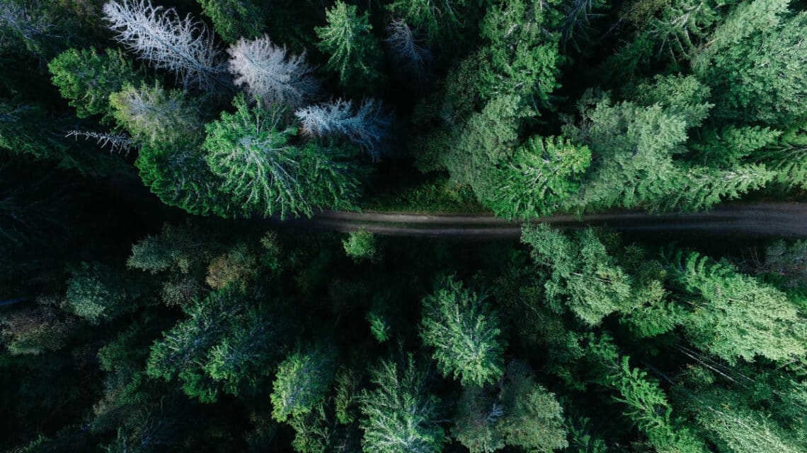 Wer im Wald in einem Baumhaus übernachten möchte, ist im "Treehotel" richtig, Foto: Geran de Klerk / Unsplash