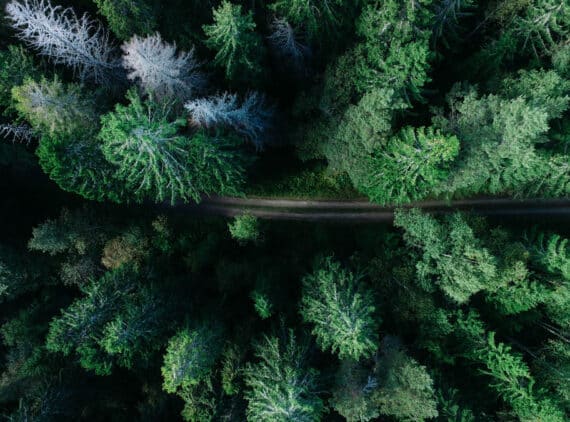 Wer im Wald in einem Baumhaus übernachten möchte, ist im "Treehotel" richtig, Foto: Geran de Klerk / Unsplash