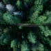 Wer im Wald in einem Baumhaus übernachten möchte, ist im "Treehotel" richtig, Foto: Geran de Klerk / Unsplash