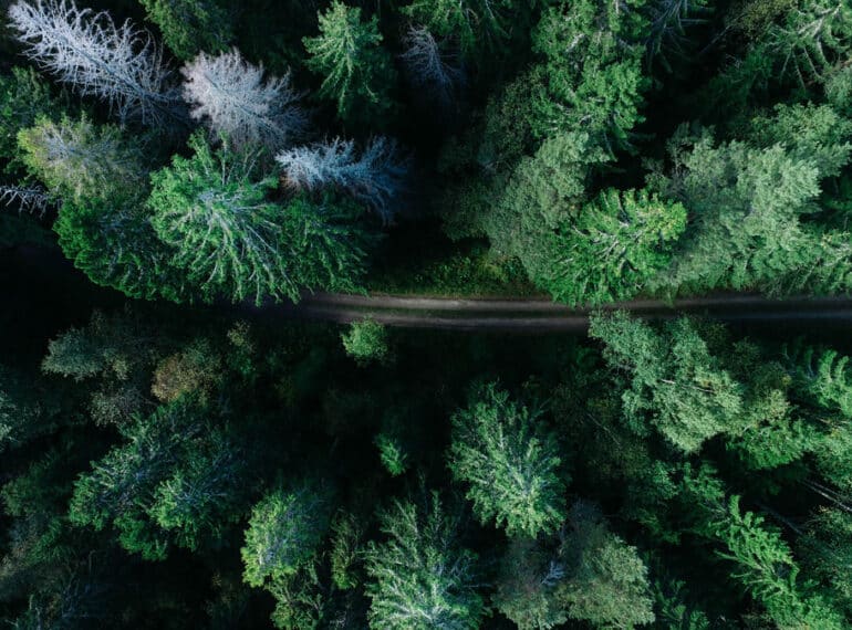 Wer im Wald in einem Baumhaus übernachten möchte, ist im "Treehotel" richtig, Foto: Geran de Klerk / Unsplash