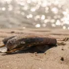 An der Nordseeküste finden sich viele Muscheln - auch die amerikanische Schwertmuschel, Foto: Daniela Hinz