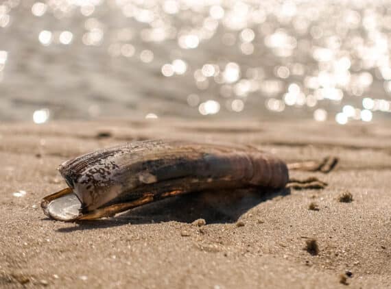 An der Nordseeküste finden sich viele Muscheln - auch die amerikanische Schwertmuschel, Foto: Daniela Hinz