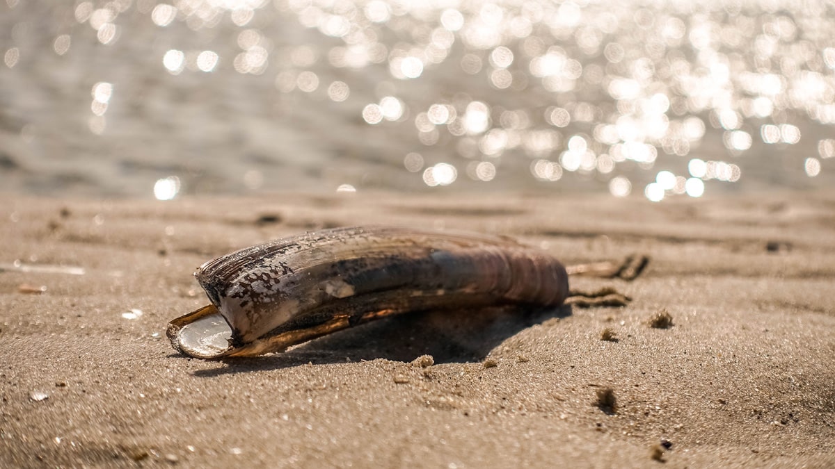 An der Nordseeküste finden sich viele Muscheln - auch die amerikanische Schwertmuschel, Foto: Daniela Hinz