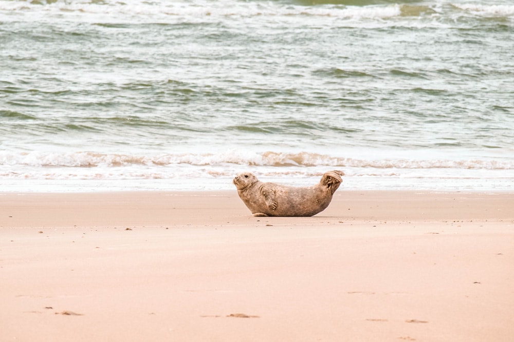 So niedlich auch Seehunde aussehen mögen, immer schön Abstand halten und den Tieren nicht zu Nahe kommen, Foto: Daniela Hinz
