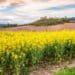 Der Jakobsweg führt auch an Navarre vorbei, Foto: Alexander Schimmeck / Unsplash