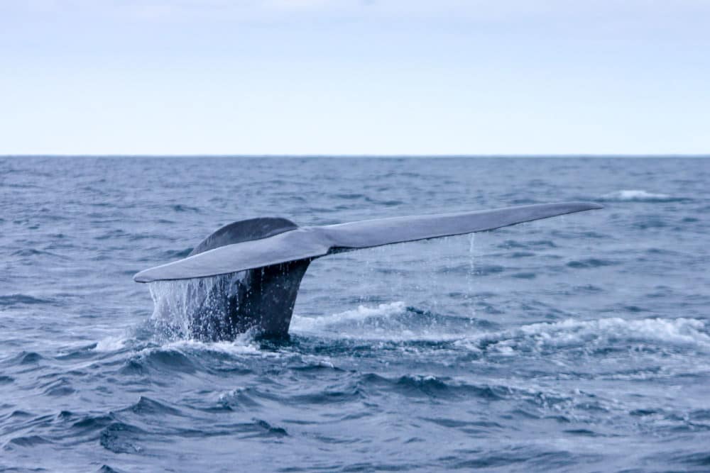 Whale Watching ist auf den Azoren eine lukrative Einnahmequelle, Foto: Mayte Garcia Llorente / Unsplash