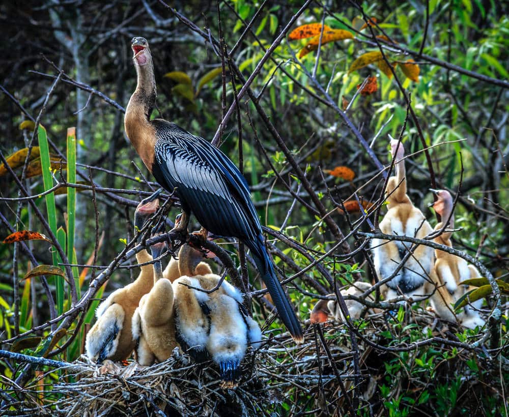 Nicht nur Alligatoren leben in den Everglades, sondern auch an die 40 Vogelarten, darunter der Anhinga (Amerikanischer Schlangenhalsvogel), Foto: Sterlinglanier Lanier / Unsplash