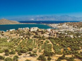 Typisch griechisch - die Olivenhaine gibt es auch auf Kreta, Foto: Egor Myznik / Unsplash