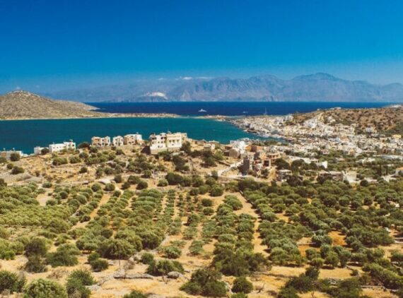 Typisch griechisch - die Olivenhaine gibt es auch auf Kreta, Foto: Egor Myznik / Unsplash