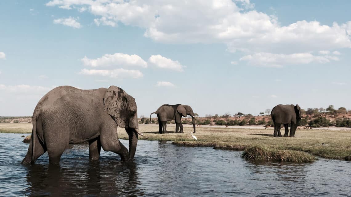 Elefanten an einer Wasserstelle in Botsuana, Foto: Michael Bennett / Unsplash