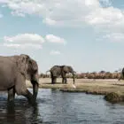 Elefanten an einer Wasserstelle in Botsuana, Foto: Michael Bennett / Unsplash