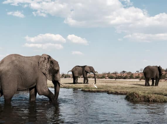 Elefanten an einer Wasserstelle in Botsuana, Foto: Michael Bennett / Unsplash
