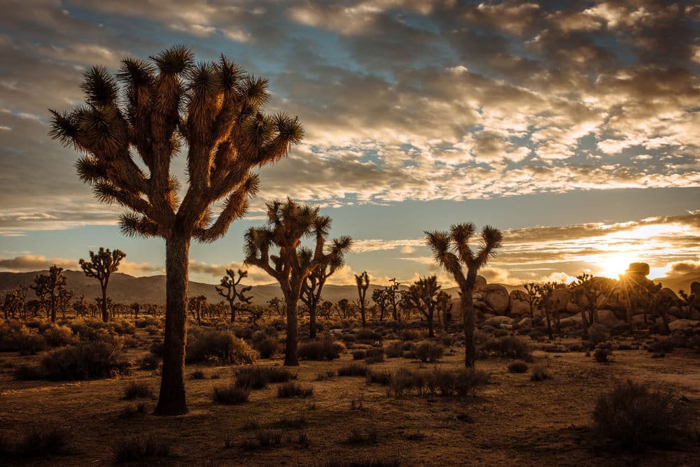 Sonnenuntergang im Joshua Tree National Park, Foto: Cedric Letsch / Unsplash