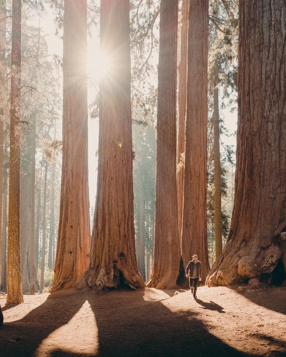 Ihre Größe ist beeindruckend: die Riesenmammutbäume, Foto: Dave Herring / Unsplash