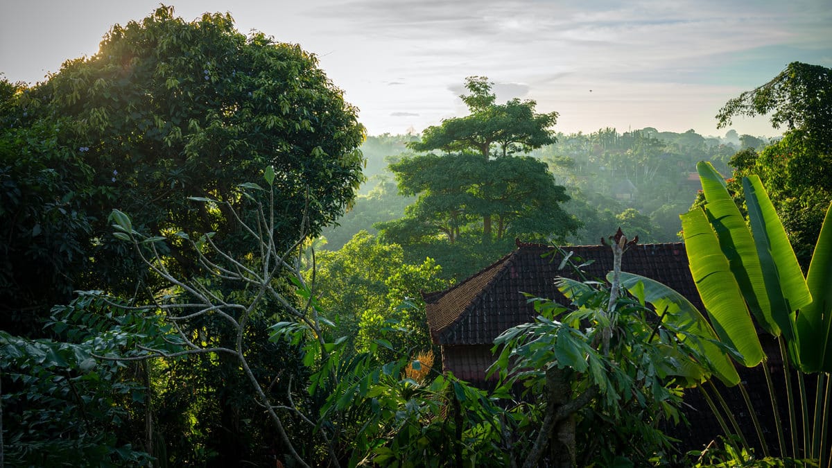 Wer Natur und Luxus verbinden möchte, ist in Ubud genau richtig. Foto: Niklas Weiss / Unsplash