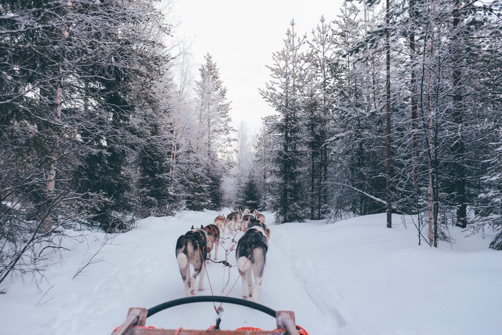 Wie wäre es mit einer Hundeschlittenfahrt zum Santa-Claus-Dorf? Foto: fox jia / Unsplash