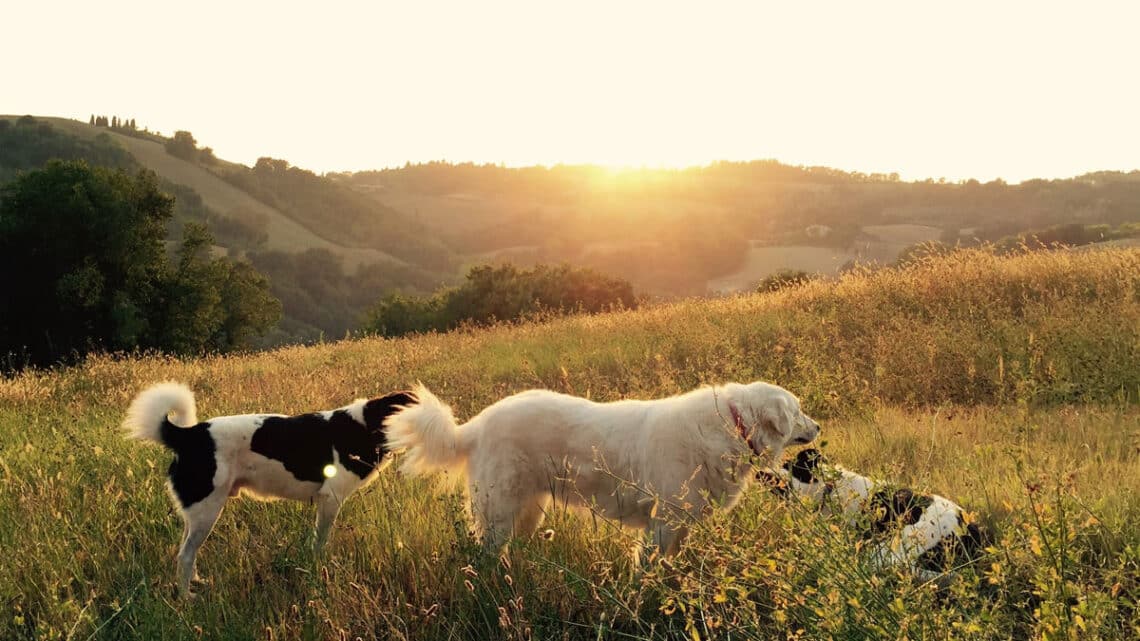 Mit dem Hund in den Süden ist kein Problem, wenn man ein paar Punkte beachtet. Foto: Al Lucca / Unsplash