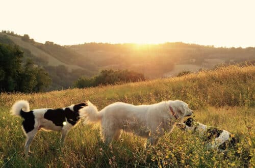 Mit dem Hund in den Süden ist kein Problem, wenn man ein paar Punkte beachtet. Foto: Al Lucca / Unsplash