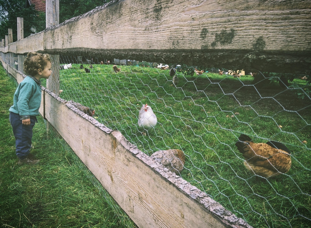 Auf einem Bauernhof gibt es immer etwas zu entdecken. Foto: Rowan S /  Unsplash