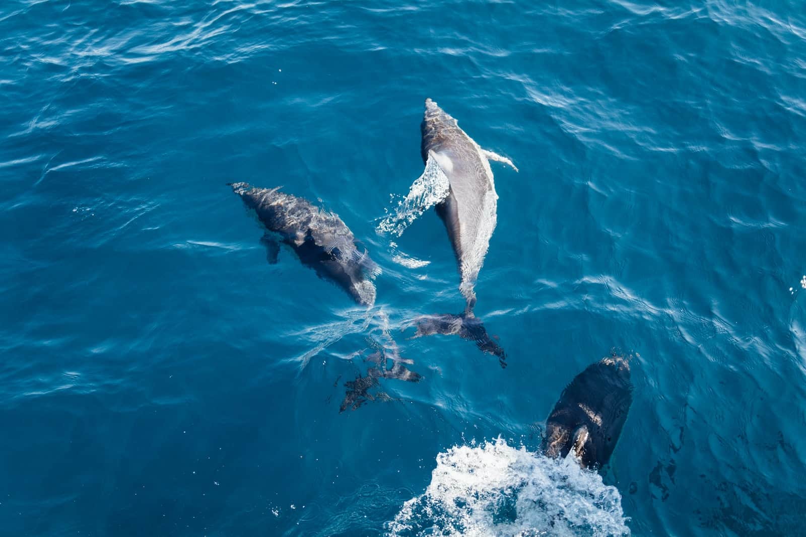 Keine Wale, aber Delphine kann man auch auf offener See beobachten, Foto Hanson Lu / Unsplash