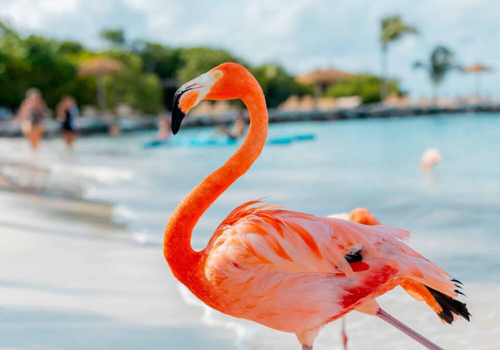 Flamingo Beach auf Aruba, Foto: Lino Ogenio / Unsplash