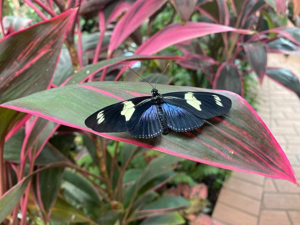 The Key West Butterfly & Nature Conservatory, Foto: Makayla Holloran / Unsplash