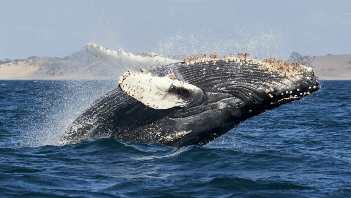 Whale Watching ist ein besonderes Erlebnis, Foto: Mike Doherty / Unsplash