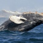 Whale Watching ist ein besonderes Erlebnis, Foto: Mike Doherty / Unsplash