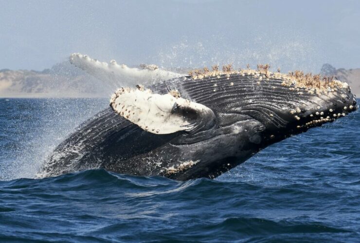 Whale Watching ist ein besonderes Erlebnis, Foto: Mike Doherty / Unsplash