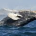 Whale Watching ist ein besonderes Erlebnis, Foto: Mike Doherty / Unsplash