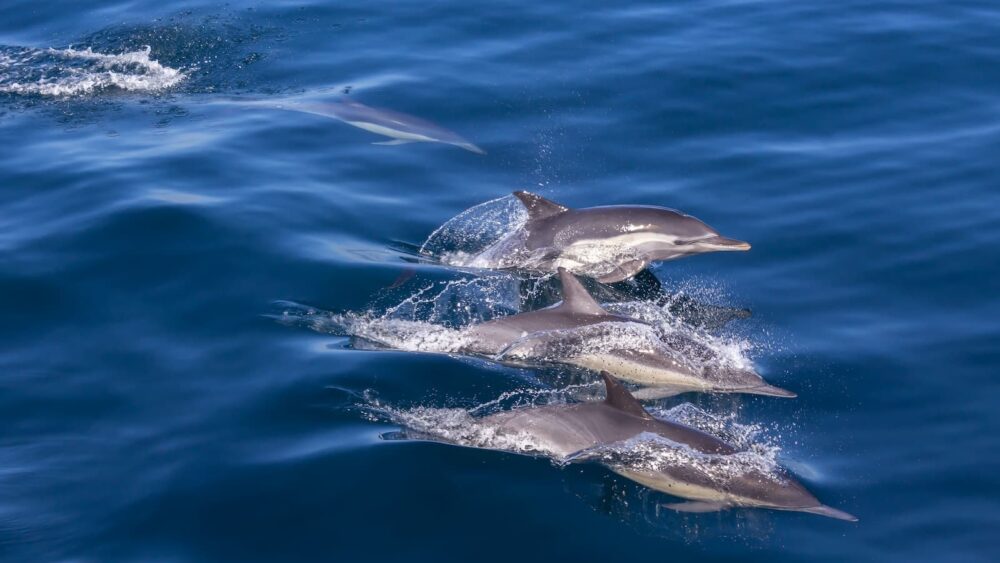 Delfine in freier Wildbahn, Foto: Brandon Sok / Unsplash