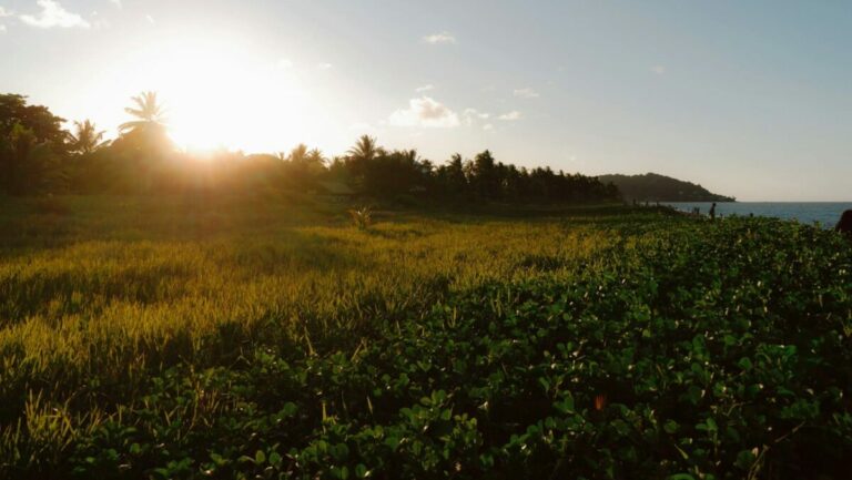 Französisch-Guayana, Foto: Flow Flo / Unsplash