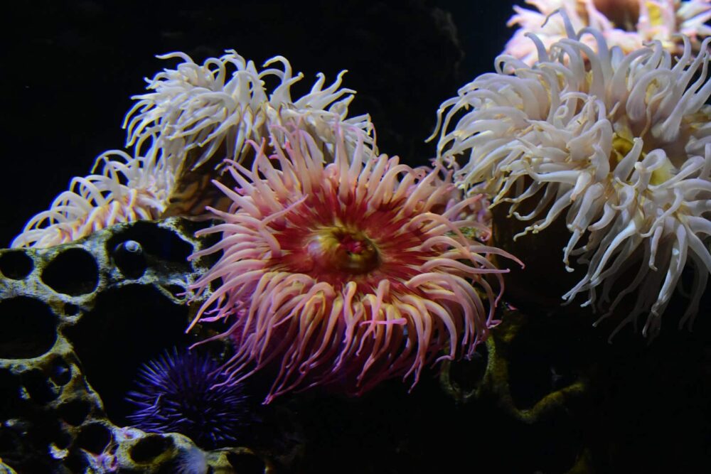 Seeanemonen, Foto: Praveen Kenderla / Unsplash