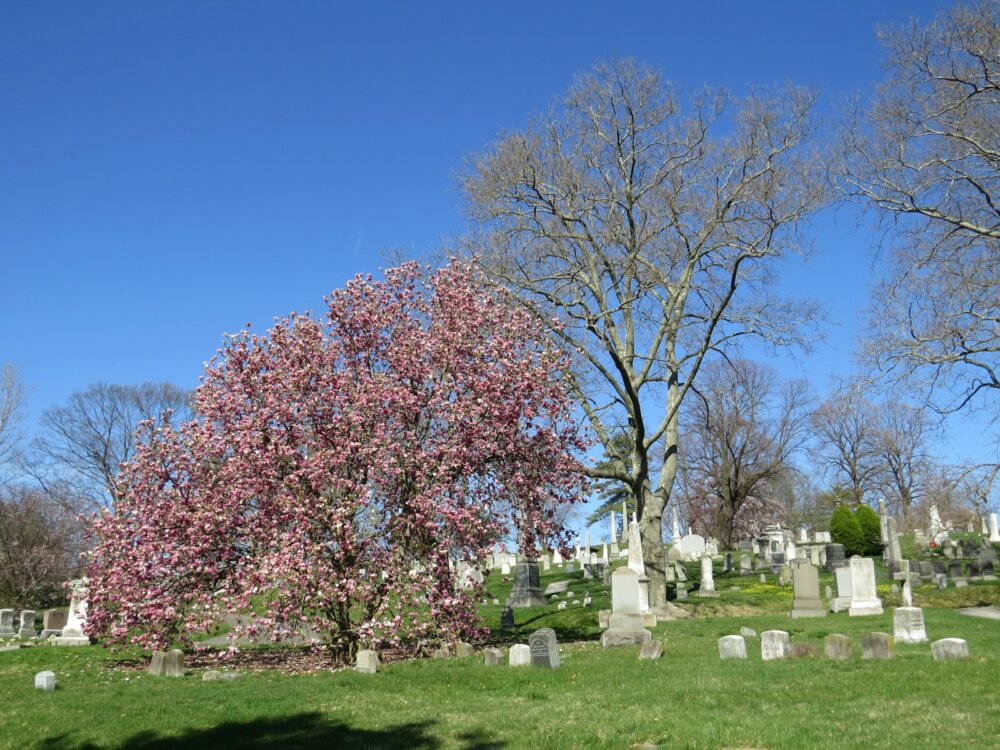 Green-Wood Cemetery, Foto: Tony Rodriguez / Unsplash