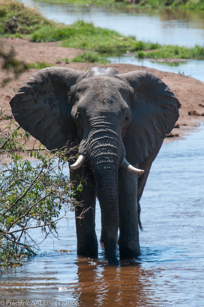 Elephant in Ruaha National Park, Photo: Frédéric SALEIN / Flickr