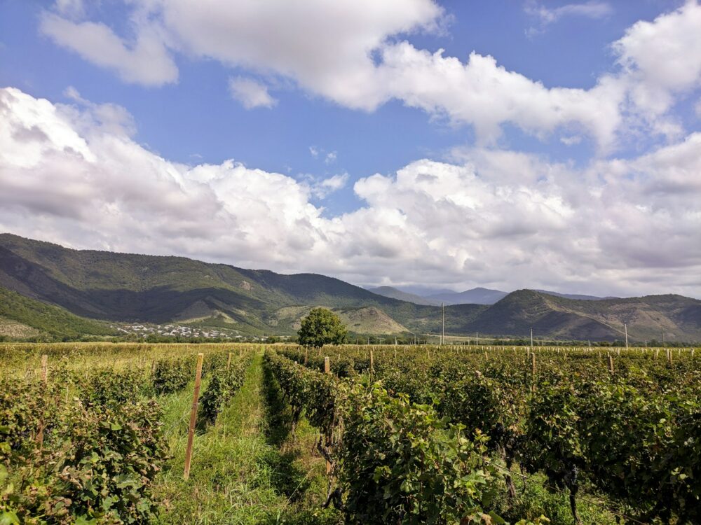 Weinberg in Shakriani, Foto: Giga Goriashvili / Unsplash